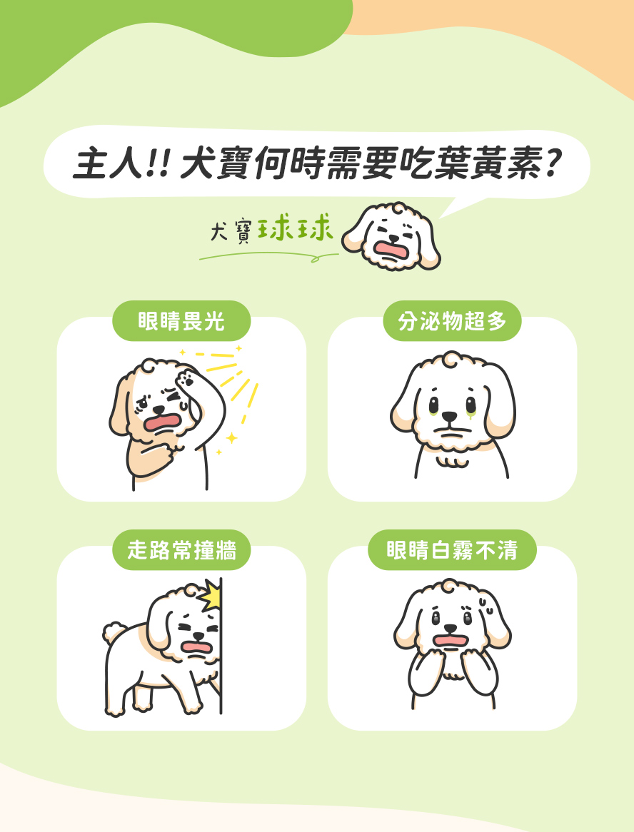 狗何時要補充葉黃素?眼睛畏光、常撞牆壁、眼睛霧霧，分泌物。